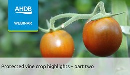 Protected vine crops highlights – part two